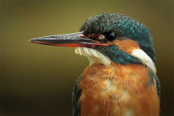 25 Amazing Photos of Birds