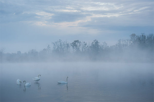 Swans at Dawn by Riccardo Oldani