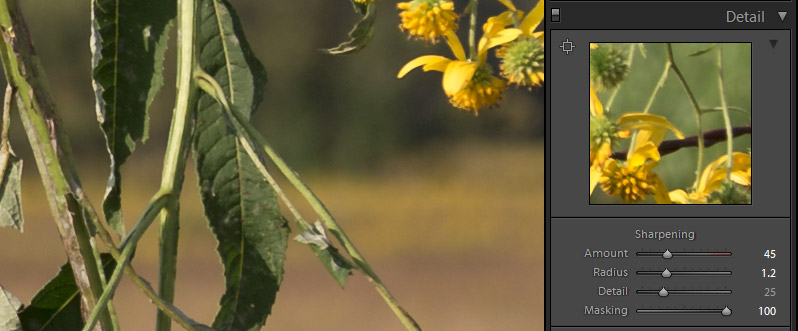 Applying Sharpening and Noise Reduction in Lightroom