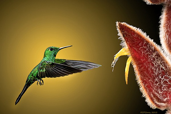 How to Photograph Hummingbirds