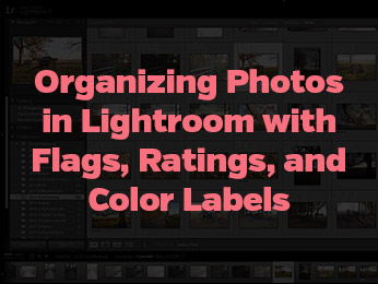Organizing Photos in Lightroom with Flags, Ratings, and Color Labels