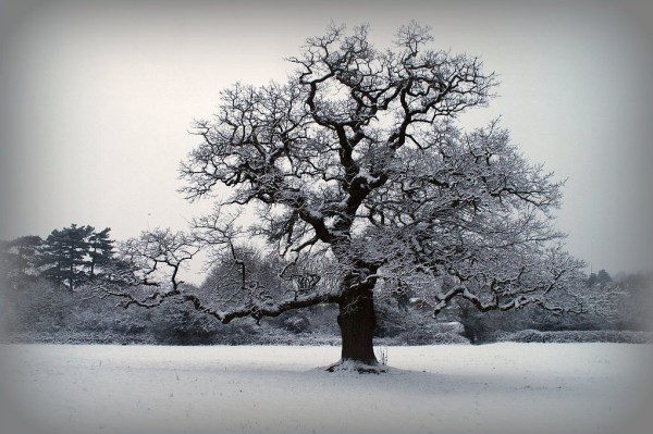 25 Winter Photos for Your Inspiration